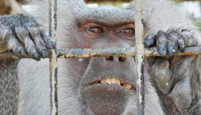 macaco preso numa jaula em laboratório que não possui selo PETA